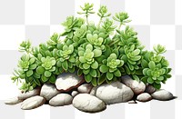 PNG Pebble plant herbs leaf. AI generated Image by rawpixel.
