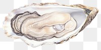 PNG Oyster seafood drawing white background invertebrate. AI generated Image by rawpixel.