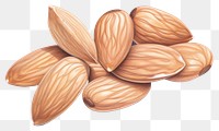 PNG Almond food white background freshness. AI generated Image by rawpixel.