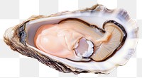 PNG Oyster seafood invertebrate freshness shellfish. AI generated Image by rawpixel.
