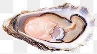 PNG Oyster seafood invertebrate freshness shellfish. 