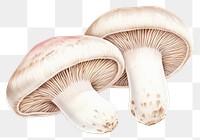 PNG Mushroom fungus agaric agaricaceae. AI generated Image by rawpixel.