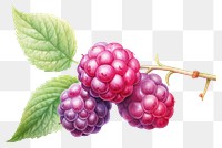 PNG Berry raspberry fruit plant. 