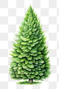 PNG Christmas plant tree pine. 