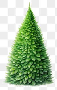 PNG Christmas plant green tree. 