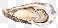 PNG Oyster seafood clam  invertebrate. 