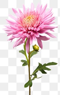 PNG Blossom flower dahlia petal. AI generated Image by rawpixel.
