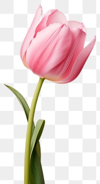 PNG Blossom flower tulip plant. 