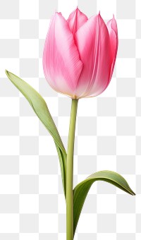 PNG Blossom flower tulip plant. 