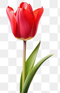 PNG Flower tulip plant inflorescence. 