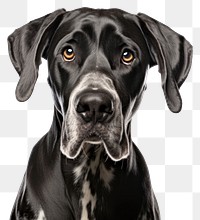 PNG Animal mammal dog pet. AI generated Image by rawpixel.