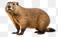 PNG Groundhog wildlife animal mammal. 