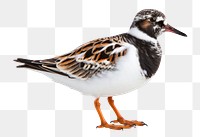 PNG Animal bird beak sandpiper. AI generated Image by rawpixel.