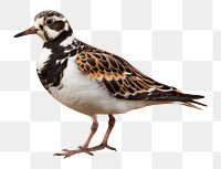 PNG Animal bird beak sandpiper. AI generated Image by rawpixel.