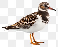 PNG Animal bird beak sandpiper. AI generated Image by rawpixel.