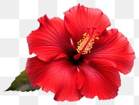 PNG Flower hibiscus plant red