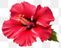 PNG Flower hibiscus plant red