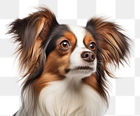 PNG Papillon dog portrait spaniel. 