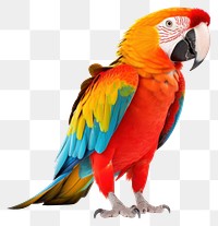 PNG Parrot wildlife animal bird. 