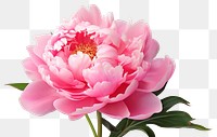 PNG Blossom flower plant peony. 