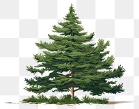 PNG Tree plant green pine. AI generated Image by rawpixel.