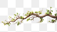 PNG Branch plant tree transparent background. 