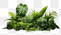 PNG Plant green herbs leaf