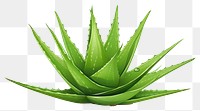 PNG Aloe plant xanthorrhoeaceae white background. AI generated Image by rawpixel.