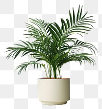 PNG Plant leaf vase houseplant. 