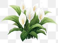 PNG Flower plant green white. AI generated Image by rawpixel.