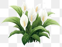 PNG Flower plant green white. 