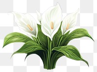 PNG Flower plant white lily. AI generated Image by rawpixel.