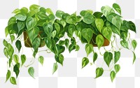 PNG  Plant leaf white background freshness. AI generated Image by rawpixel.