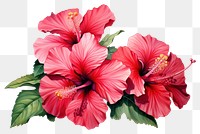 PNG  Hibiscus flower plant white background