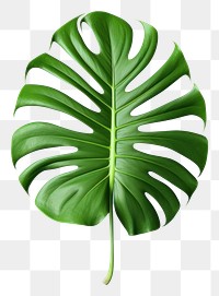 PNG Plant leaf xanthosoma freshness. 