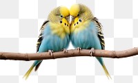 PNG Budgerigar animal parrot bird. 