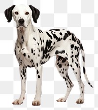 PNG Dog dalmatian animal mammal. 