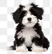 PNG Puppy mammal animal black. AI generated Image by rawpixel.