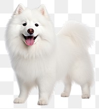 PNG Dog samoyed mammal animal. 