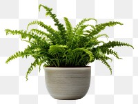 PNG Plant fern leaf houseplant. 