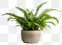 PNG Plant fern leaf houseplant. 