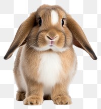 PNG Animal mammal rodent rabbit. AI generated Image by rawpixel.