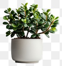 PNG Bonsai plant leaf houseplant. 