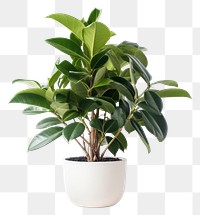 PNG Bonsai plant leaf  