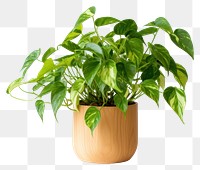 PNG  Plant leaf white background houseplant. AI generated Image by rawpixel.