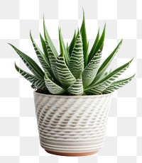 PNG Plant aloe houseplant freshness. 