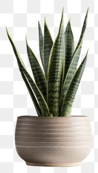 PNG Plant houseplant freshness flowerpot. 