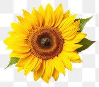 PNG Sunflower plant transparent background inflorescence. AI generated Image by rawpixel.