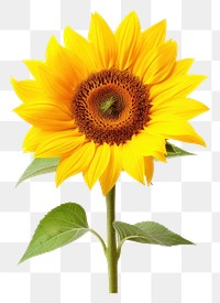 PNG Sunflower plant transparent background inflorescence. 