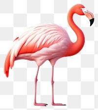 PNG Flamingo bird animal spoonbill. 